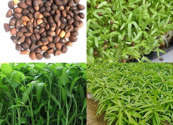 គ្រាប់ពូជត្រគួន/ water convolvulus
